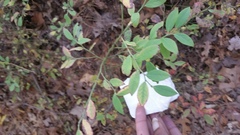 Magnoliopsida