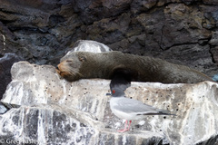 Arctocephalus galapagoensis