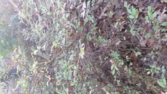 Magnoliopsida