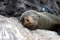Arctocephalus galapagoensis