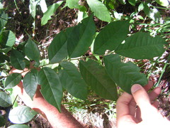 Pterocarpus