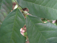Pterocarpus