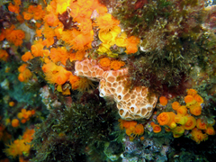 Hemimycale columella