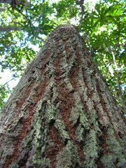 Pterocarpus violaceus