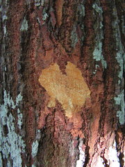 Pterocarpus violaceus