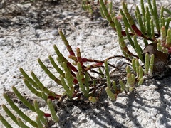 Salicornia ambigua image