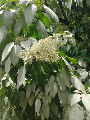 Aleurites moluccanus