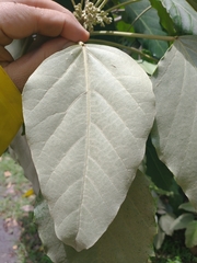 Aleurites moluccanus