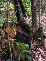 Pterocarpus violaceus