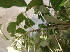 Aleurites moluccanus