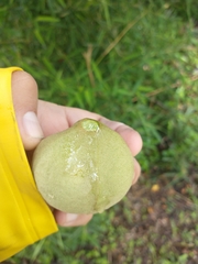 Aleurites moluccanus