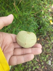 Aleurites moluccanus