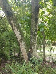 Aleurites moluccanus