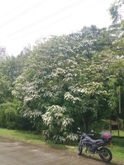 Aleurites moluccanus