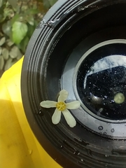 Aleurites moluccanus