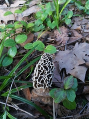 Morchella esculenta umbrina