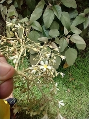 Aleurites moluccanus