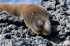 Arctocephalus galapagoensis