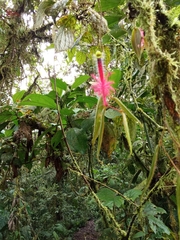 Columnea minor