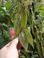 Columnea minor