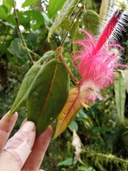 Columnea minor