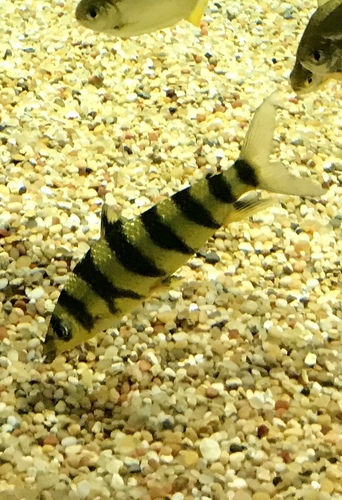 Leporinus fasciatus