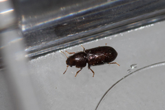 Orthocis alni