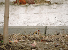 Carduelis carduelis