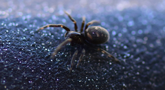 Nurscia albomaculata