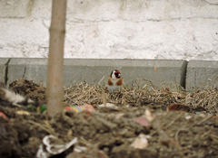 Carduelis carduelis