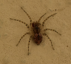 Oecobius maculatus