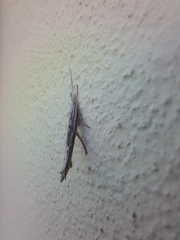 Ypsolopha mucronella