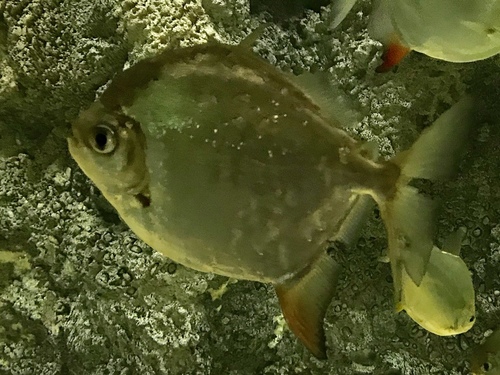 Myloplus rubripinnis