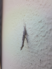 Ypsolopha mucronella