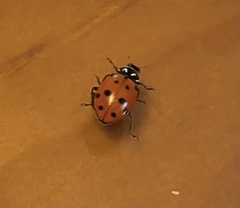 Hippodamia convergens