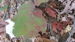Magnoliopsida