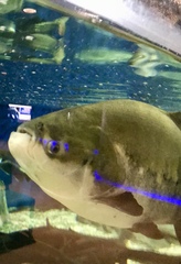 Colossoma macropomum