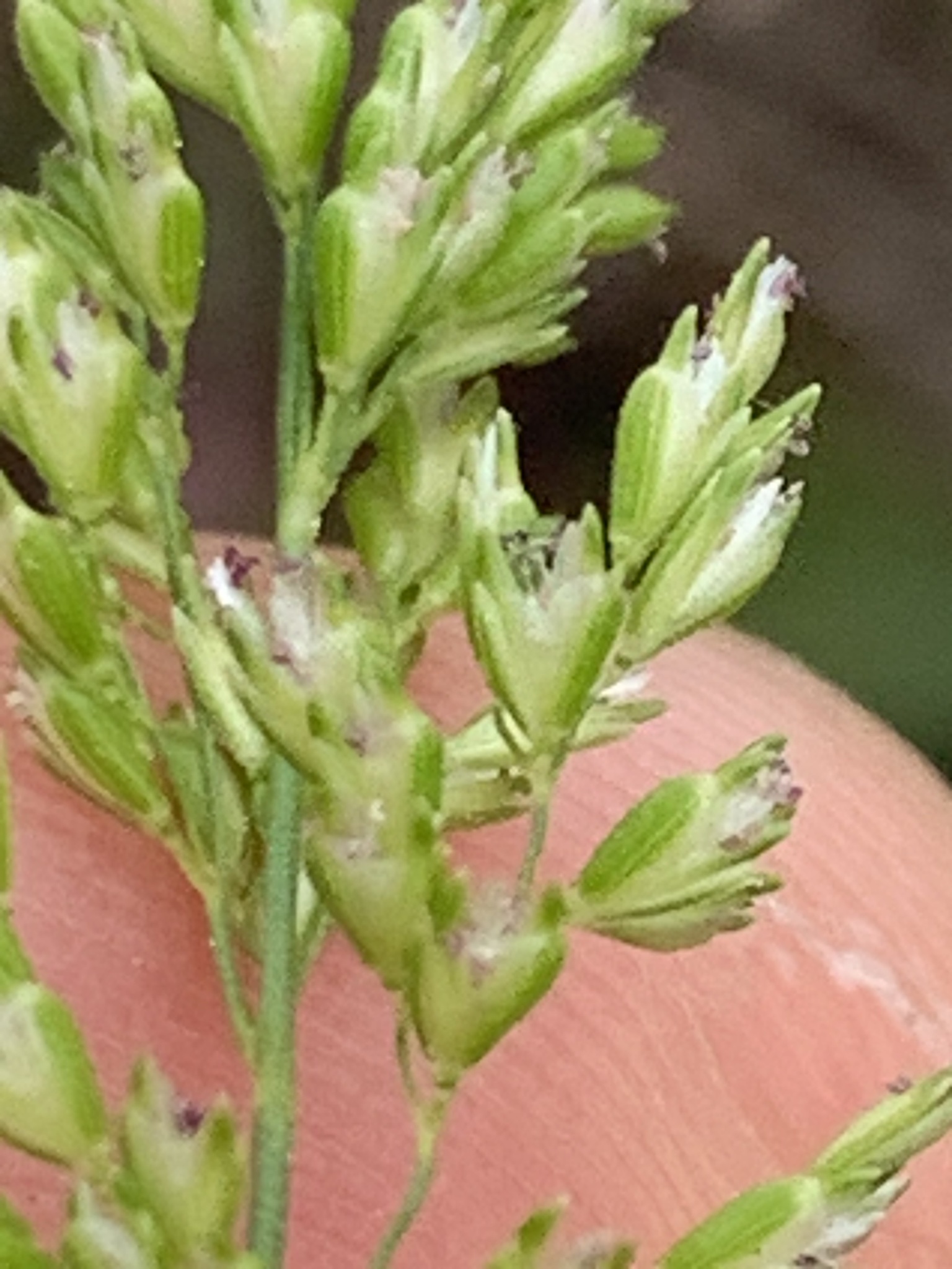Sphenopholis obtusata