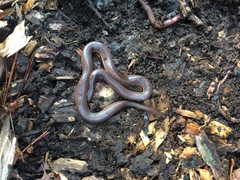 Carphophis amoenus amoenus