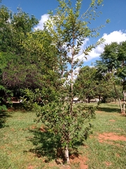 Physocalymma scaberrimum