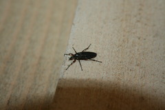 Bibio femoratus