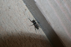 Bibio femoratus