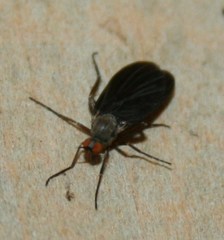 Empidinae