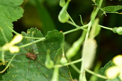 Dasylobus graniferus