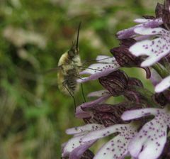 Bombylius venosus