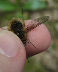 Bombylius venosus