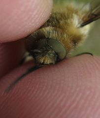 Bombylius venosus