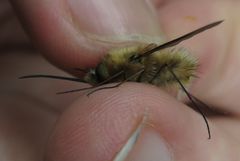 Bombylius venosus