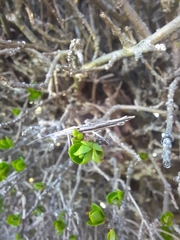 Ypsolopha mucronella