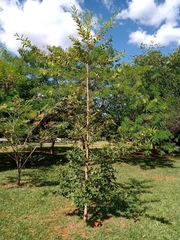 Physocalymma scaberrimum